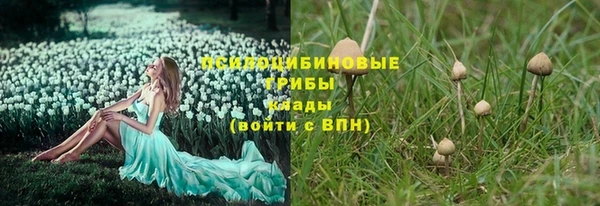 ГАЛЛЮЦИНОГЕННЫЕ ГРИБЫ Новозыбков